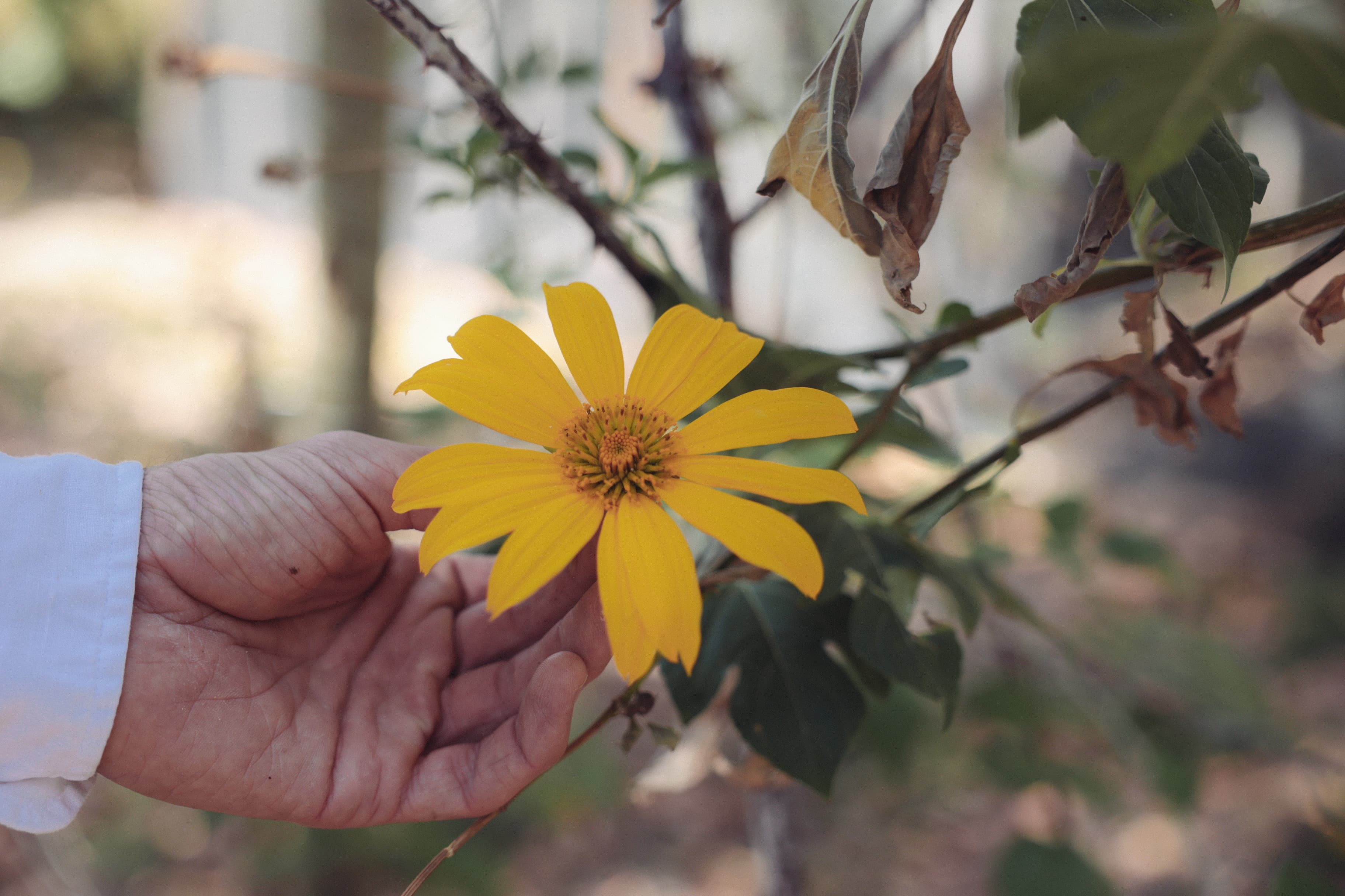 A yellow flower growing at Fazenda ALUME