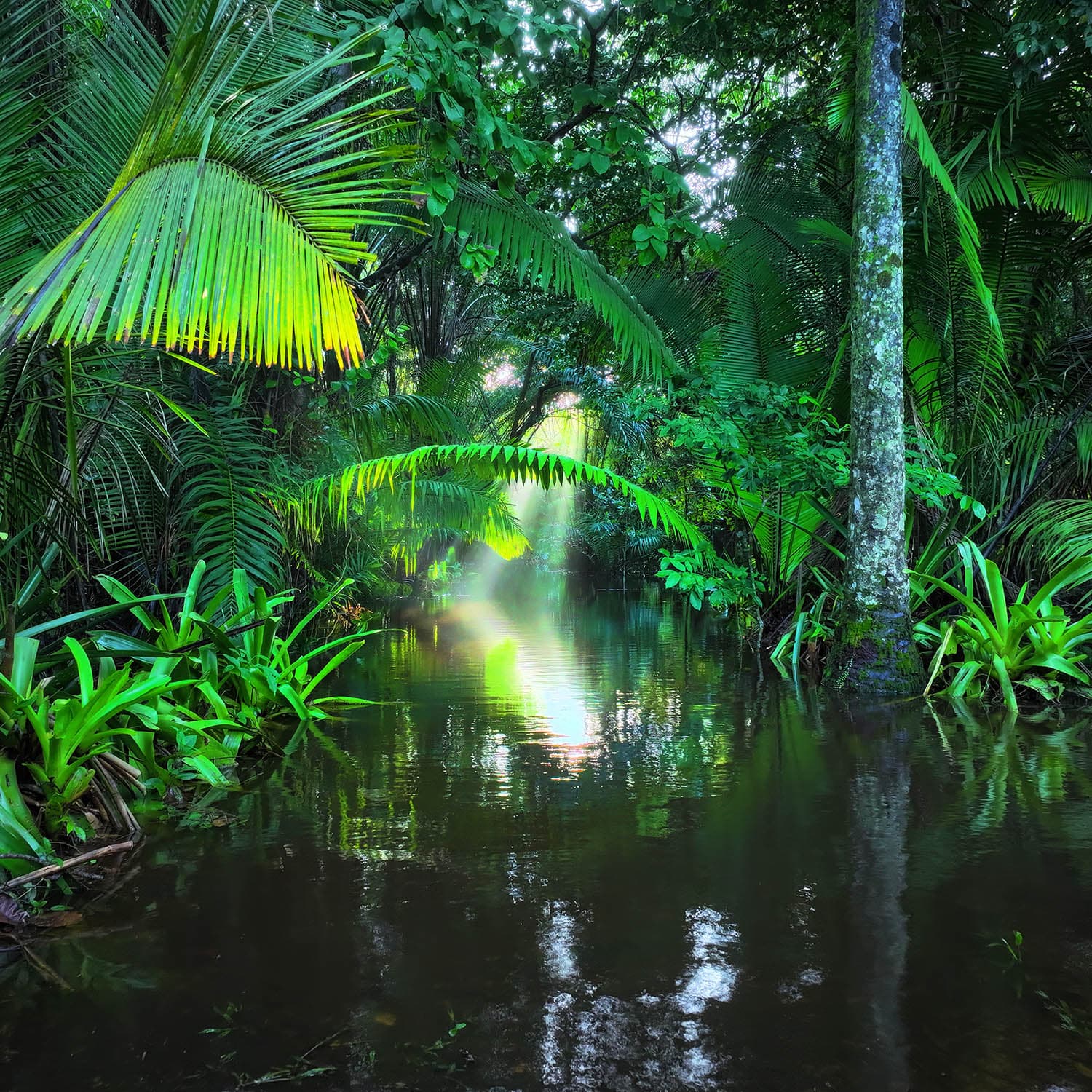 Forest stream surrounded by lush vegetation at Fazenda ALUME