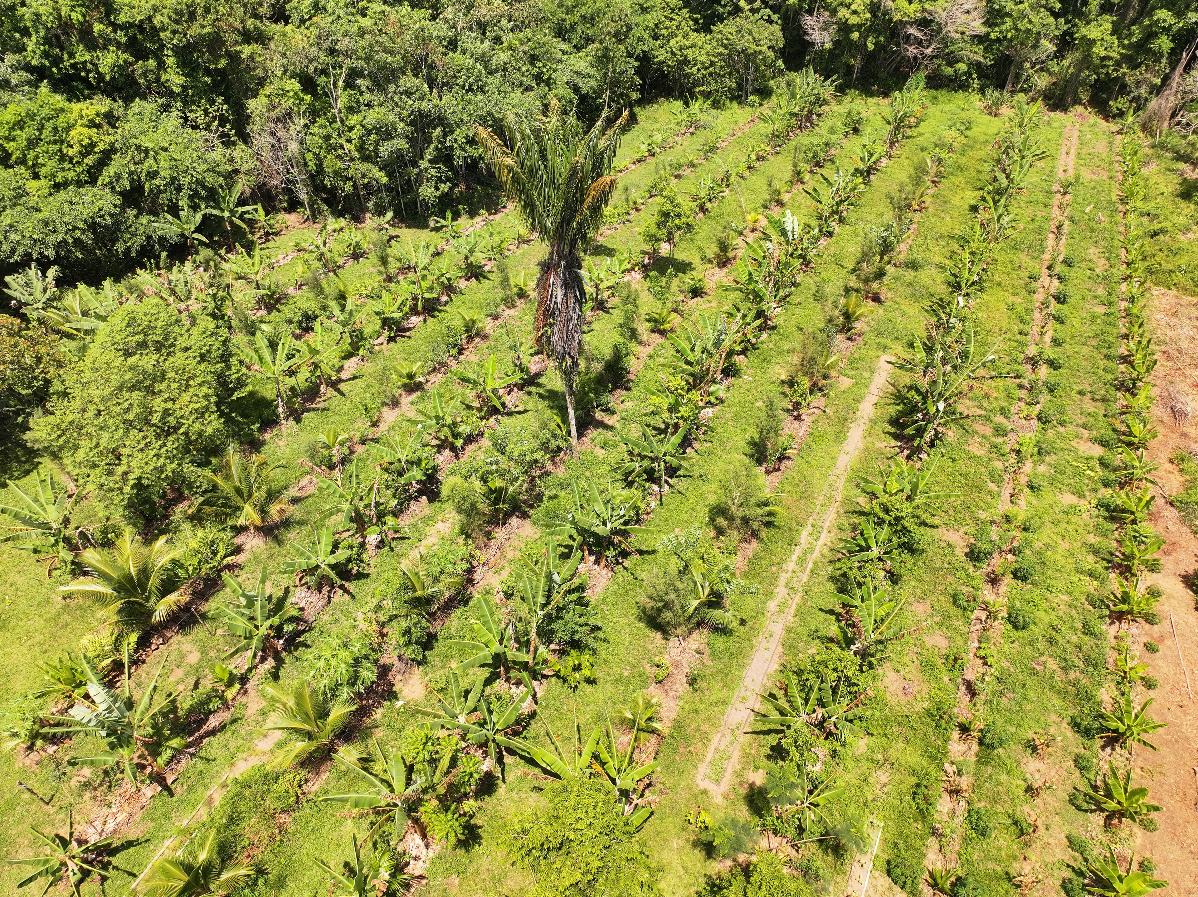 Regenerative agroforestry beside Atlantic Forest at Fazenda ALUME