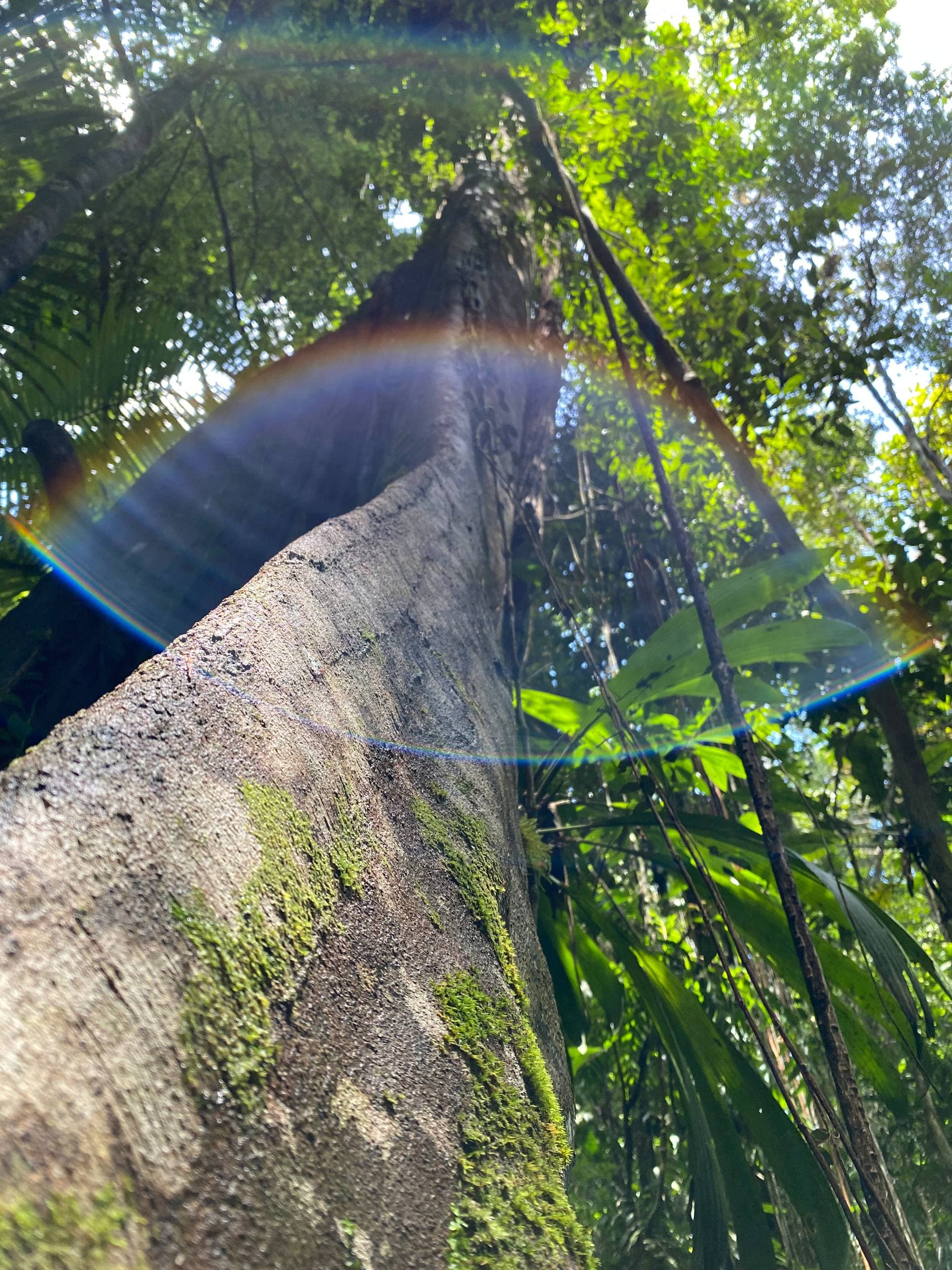 Sunlight passing through the Atlantic Forest canopy at Fazenda ALUME