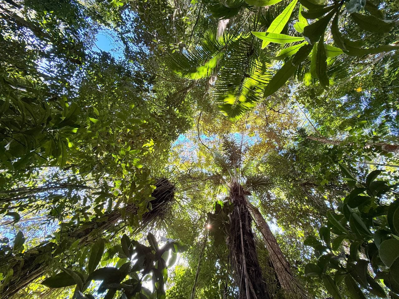 Atlantic Forest canopy viewed from below