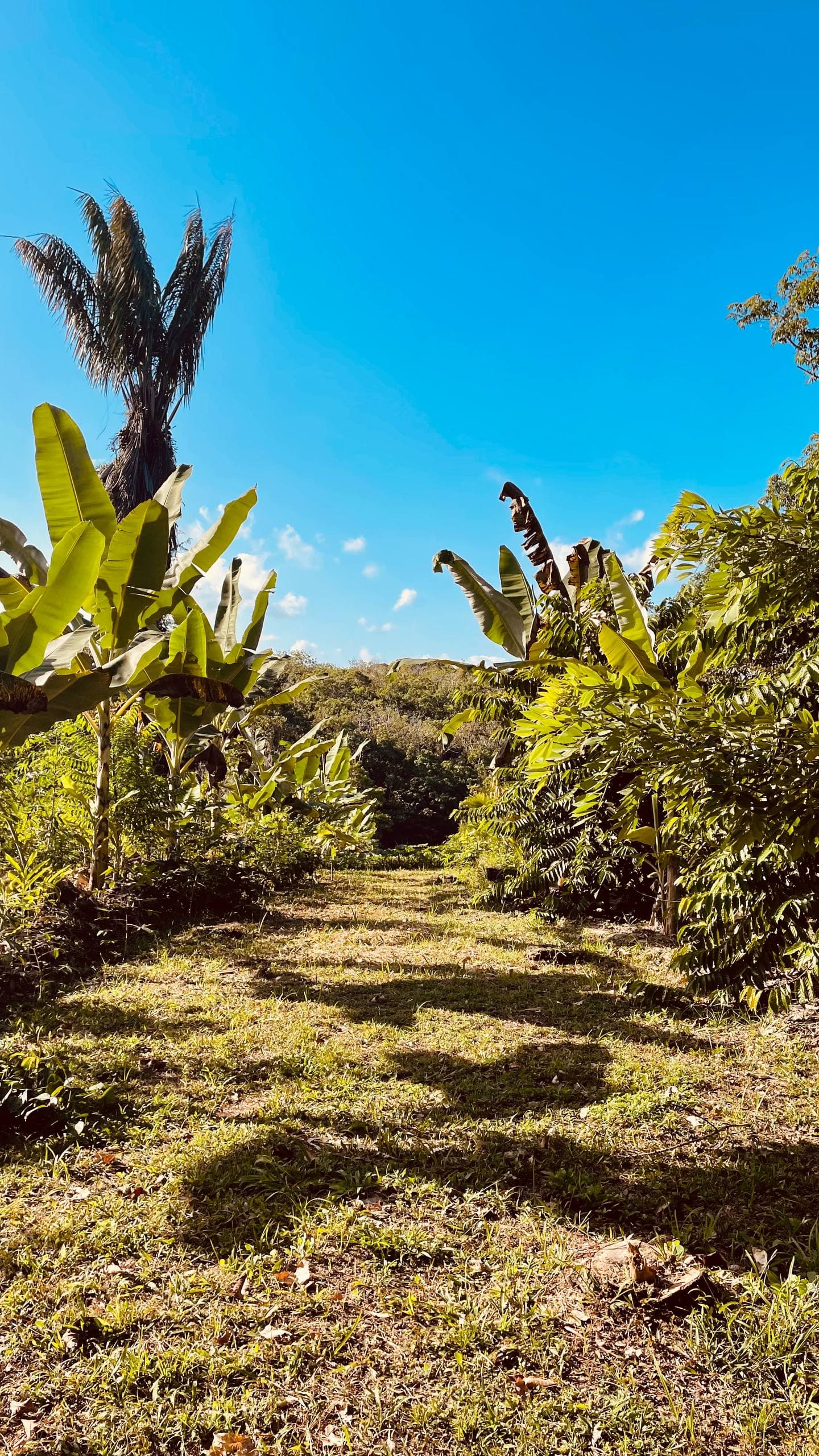Regenerative planting at Fazenda ALUME