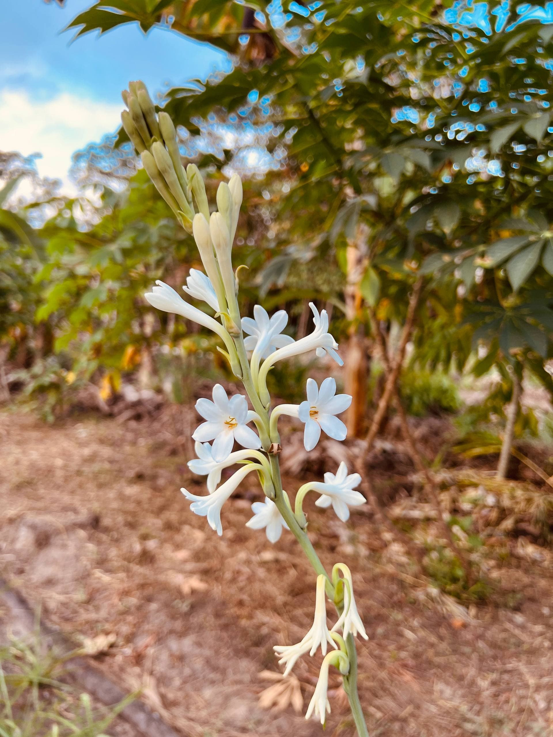 Tuberose blossom at Fazenda ALUME