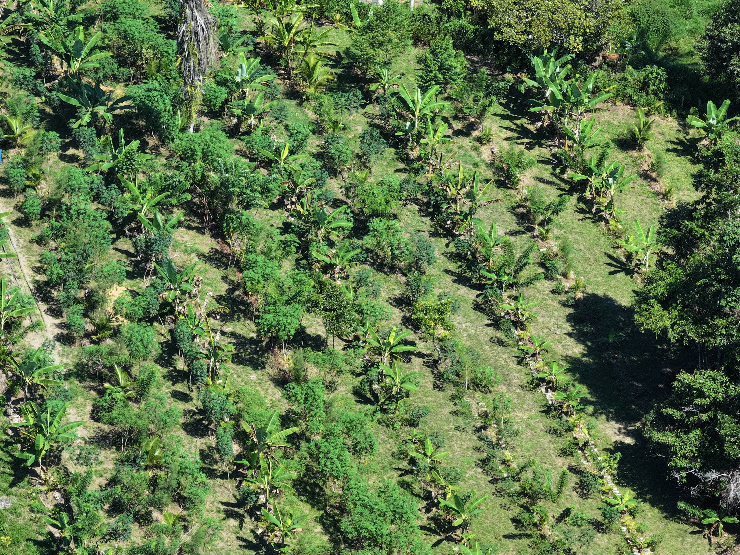 Aerial view of syntropic agroforestry at Fazenda ALUME