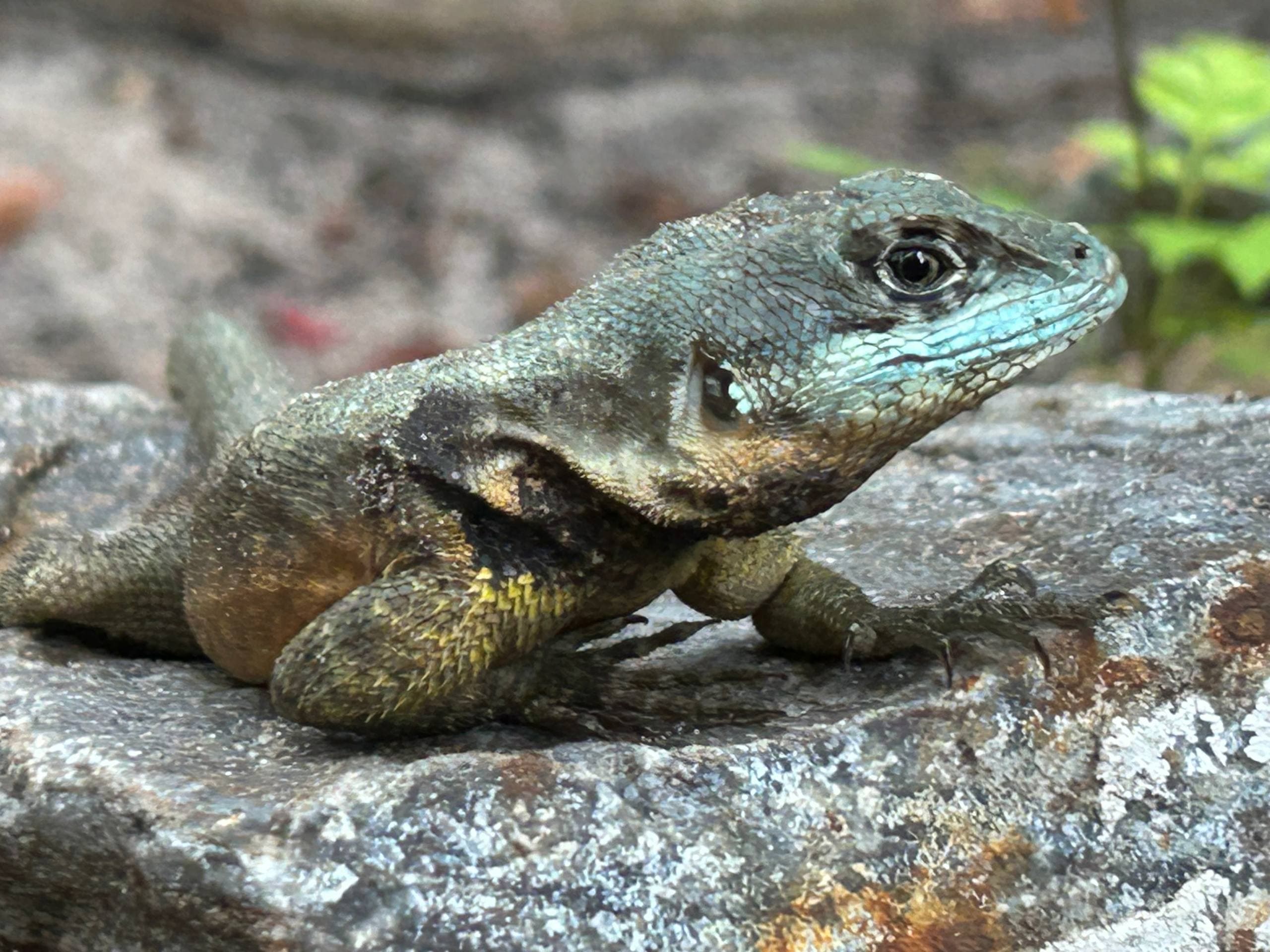Native lizard resting on a rock at Fazenda ALUME