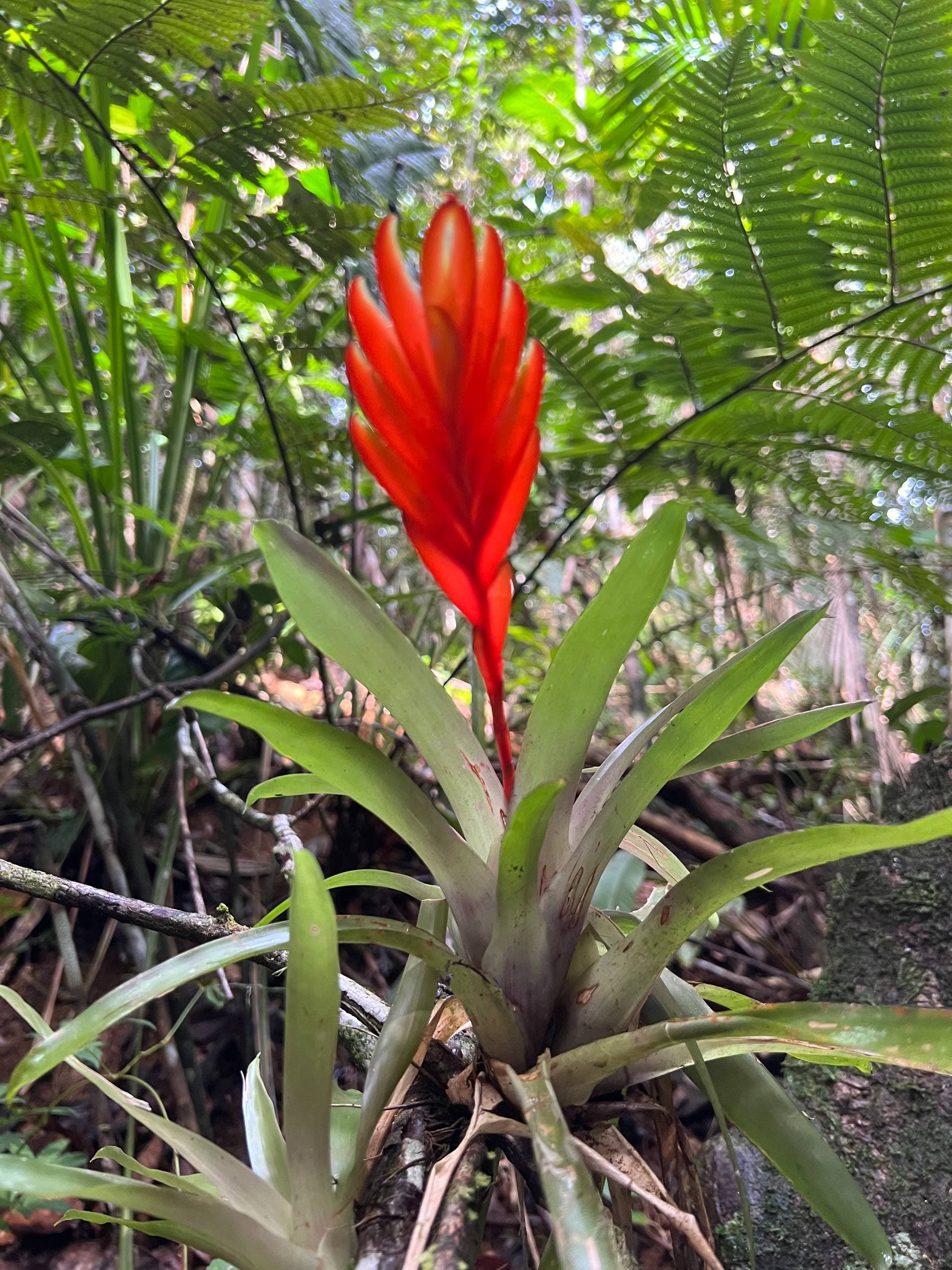 Red bromeliad growing in the Atlantic Forest