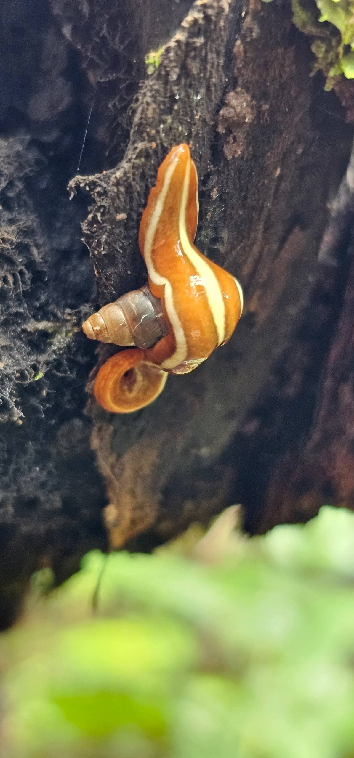 Native snail resting on a tree trunk