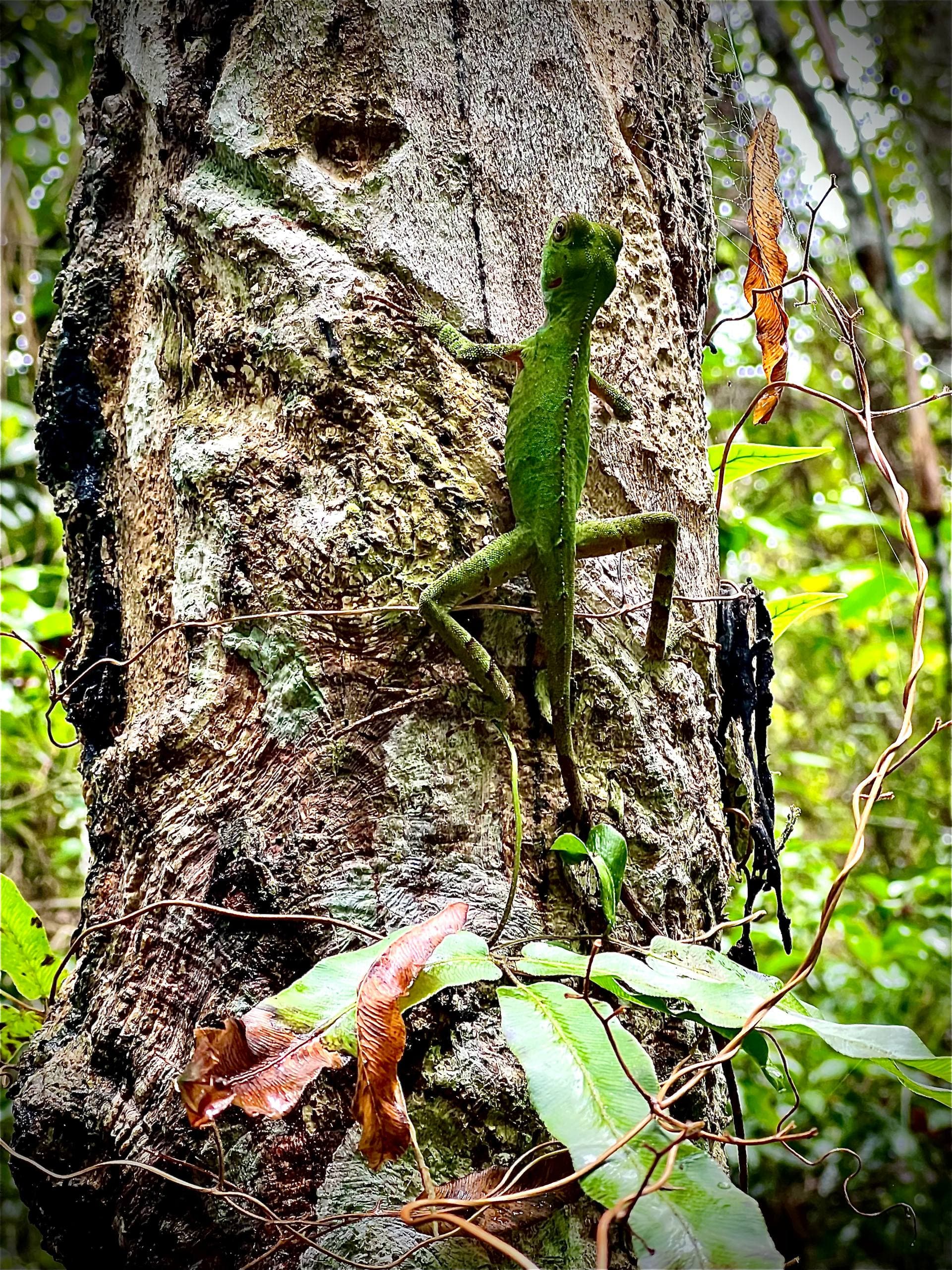 Green chameleon climbing a tree at Fazenda ALUME