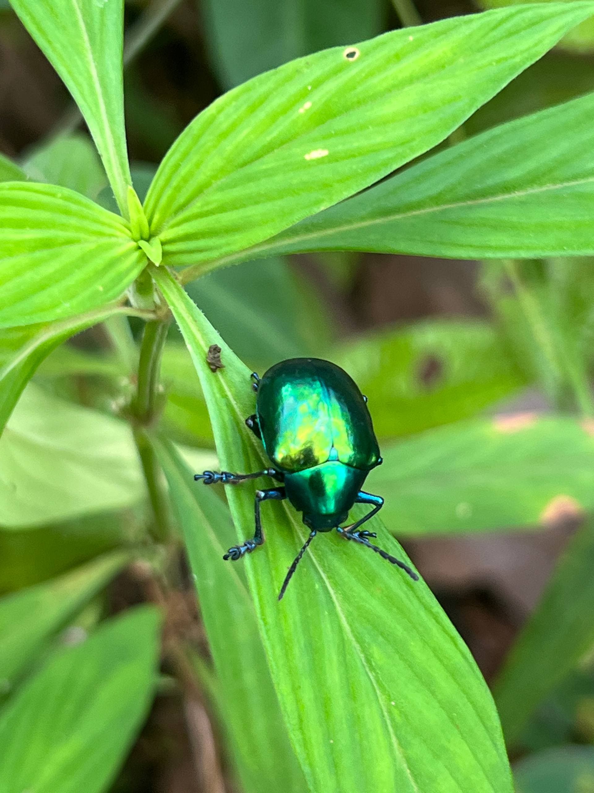 Metallic green beetle on a leaf