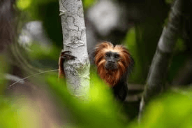 Golden-headed lion tamarin on a tree branch