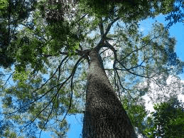 Jequitibá-rosa tree viewed from below
