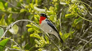Roure's tanager in Atlantic Forest vegetation