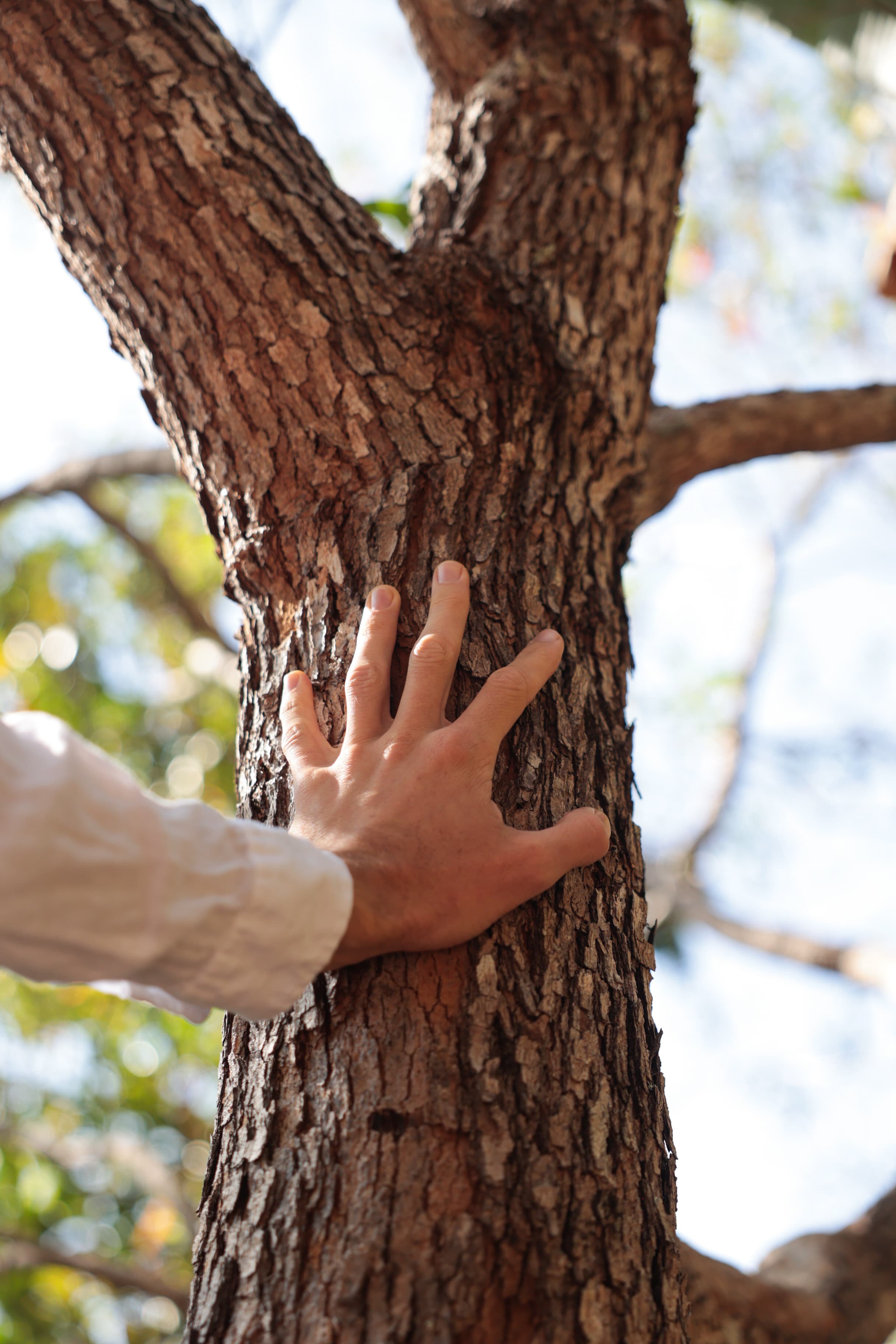 A hand resting on the trunk of a living tree