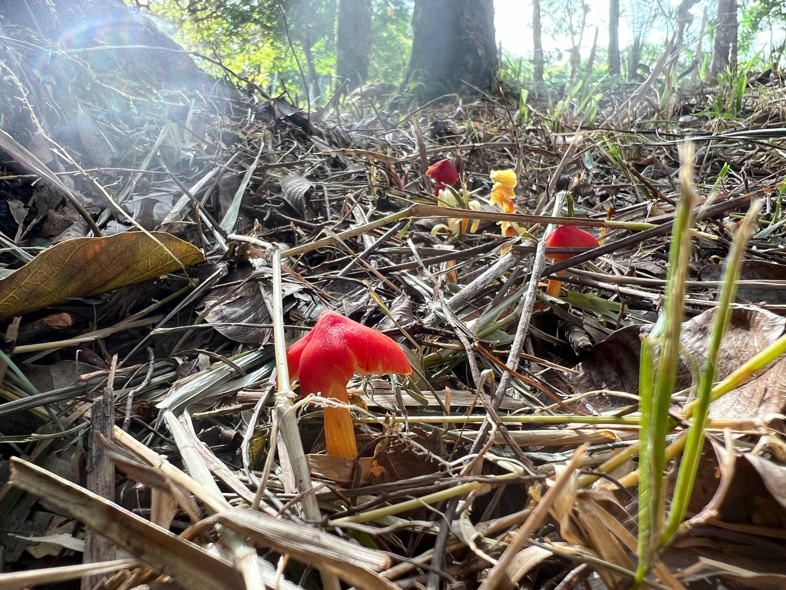Bright red and yellow fungi emerging from the forest floor at Fazenda ALUME