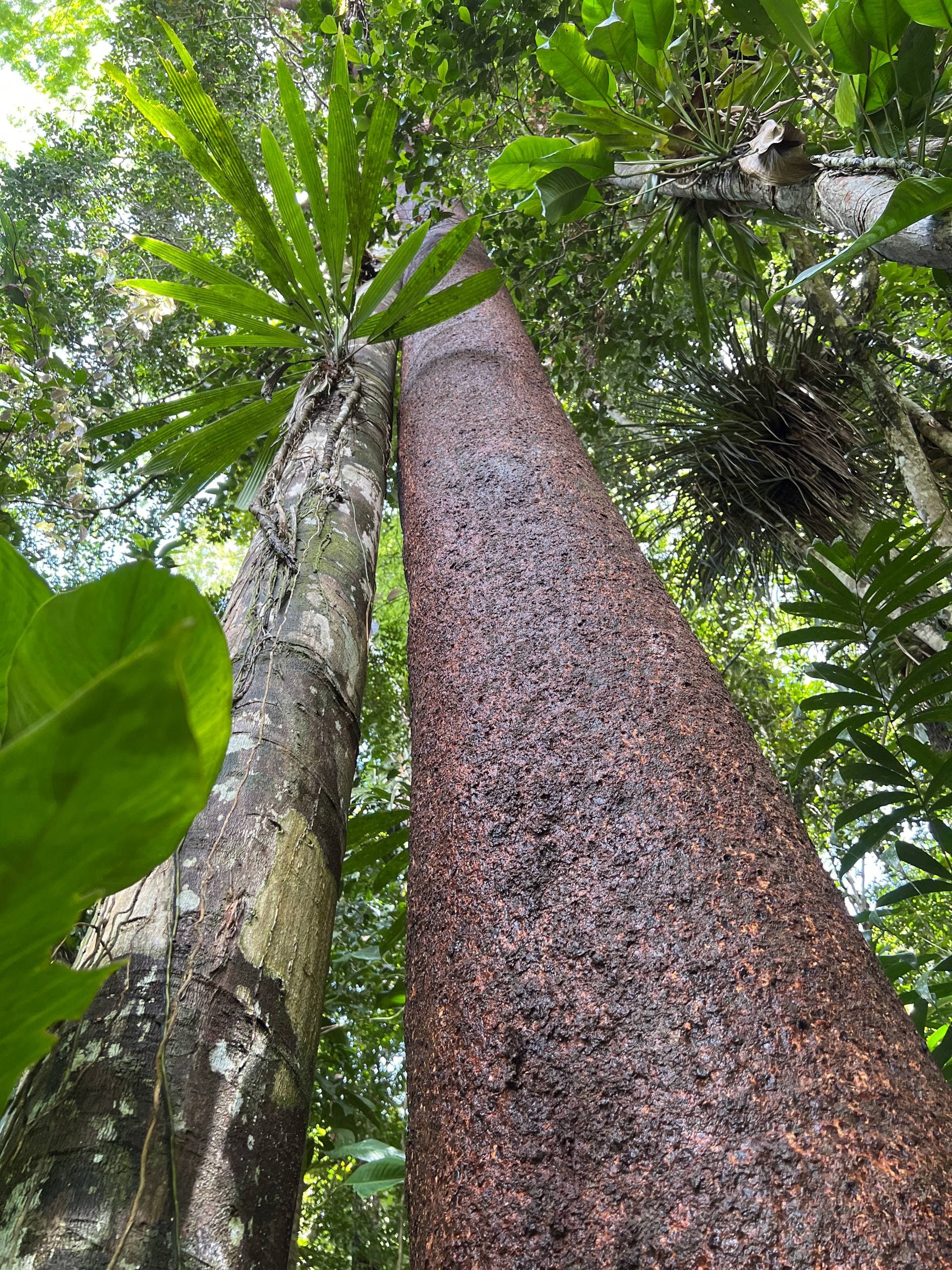 Restoration work at Fazenda ALUME