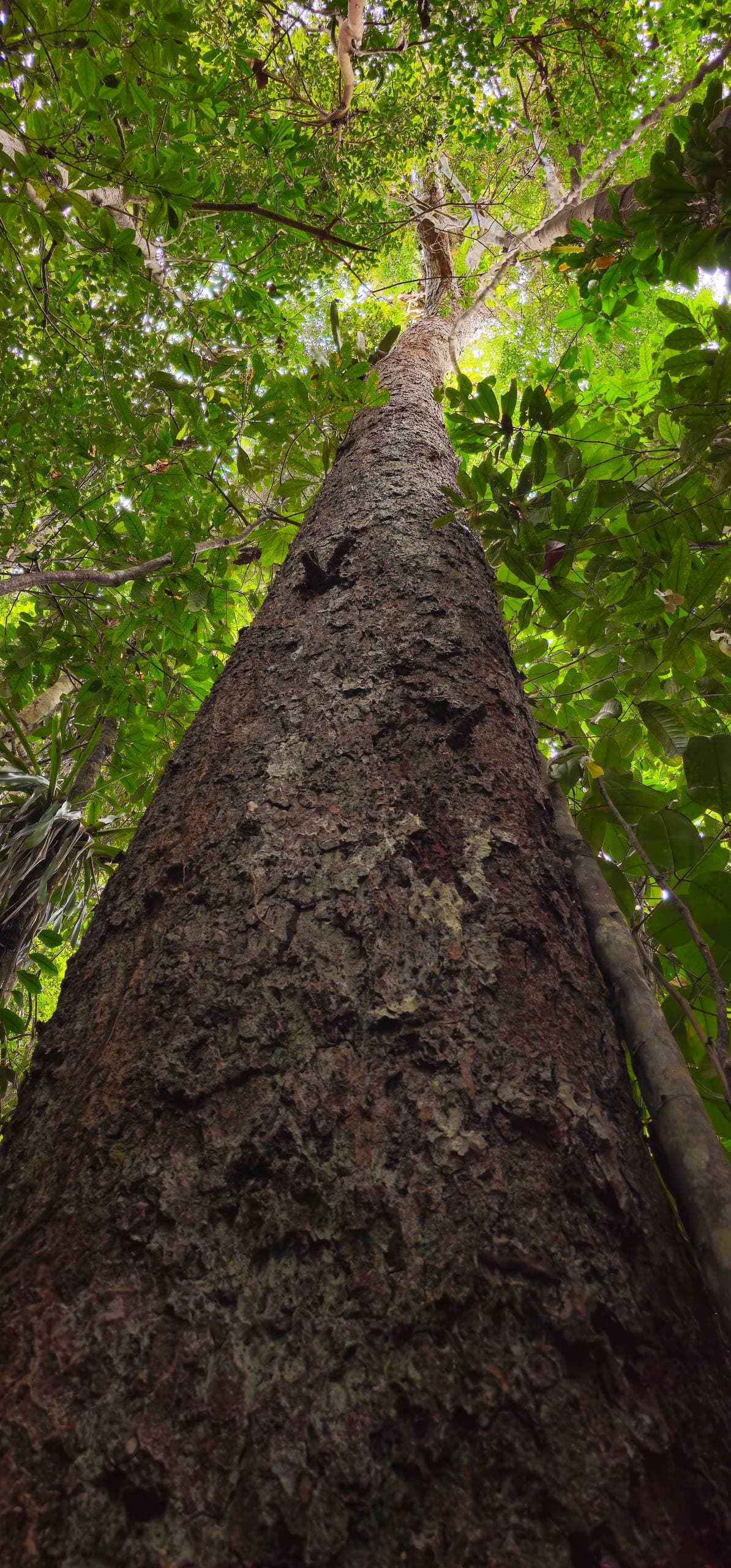 A mature Atlantic Forest tree viewed from its base toward the canopy